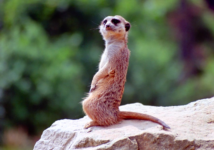 Surikata po x-té :)